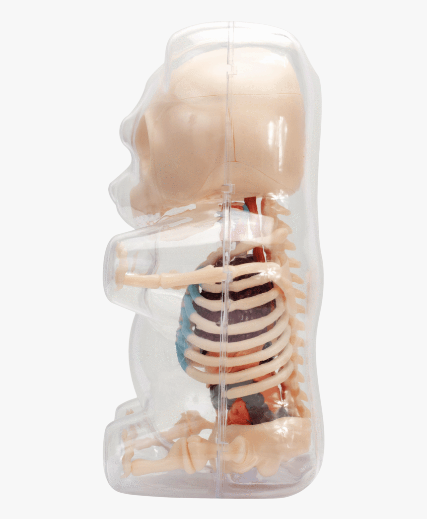 Radiology, HD Png Download