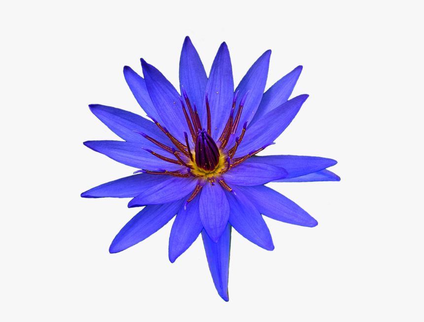 Cactus, HD Png Download