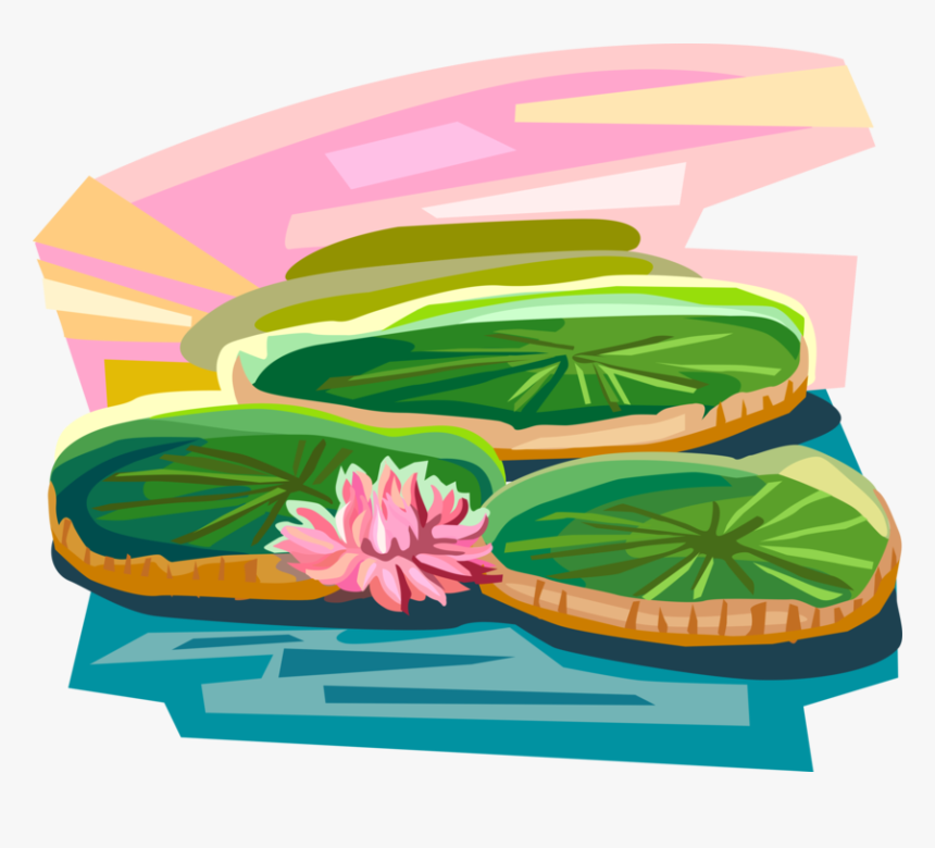 Vector Illustration Of Vitória Régia Water Lilies, - Vitoria Regia Png, Transparent Png