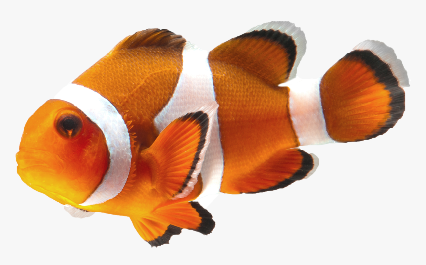 Clown Fish Transparent, HD Png Download