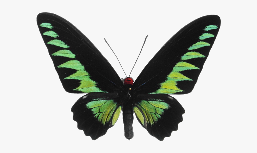 Image - Trogonoptera Brookiana Prix, HD Png Download