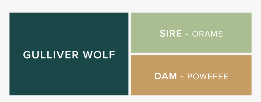 Gulliver-wolf - Graphic Design, HD Png Download