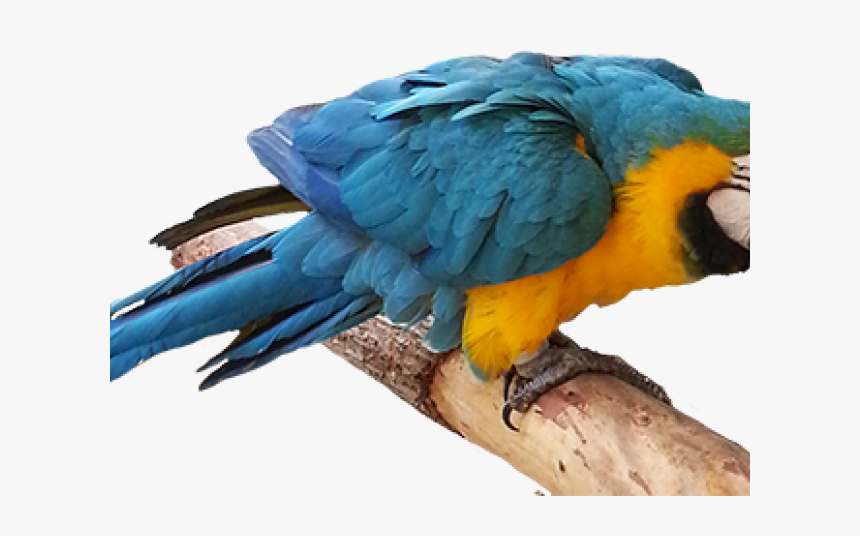 Parrot, HD Png Download