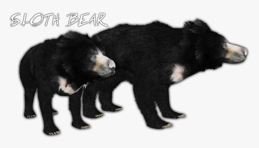 Thumb Image - Sloth Bear, HD Png Download