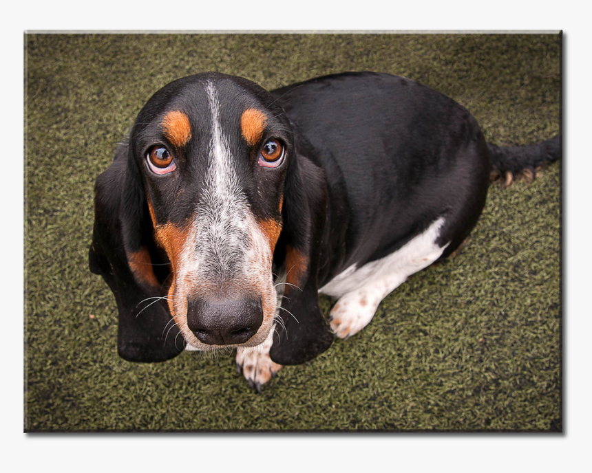 Basset Hound, HD Png Download