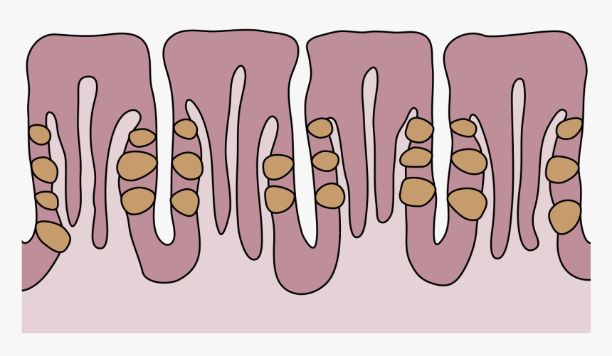 Clip Art, HD Png Download