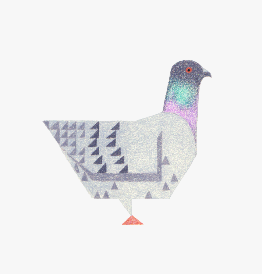 Pigeon, HD Png Download
