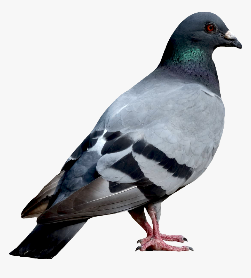 Transparent Bird Standing, HD Png Download