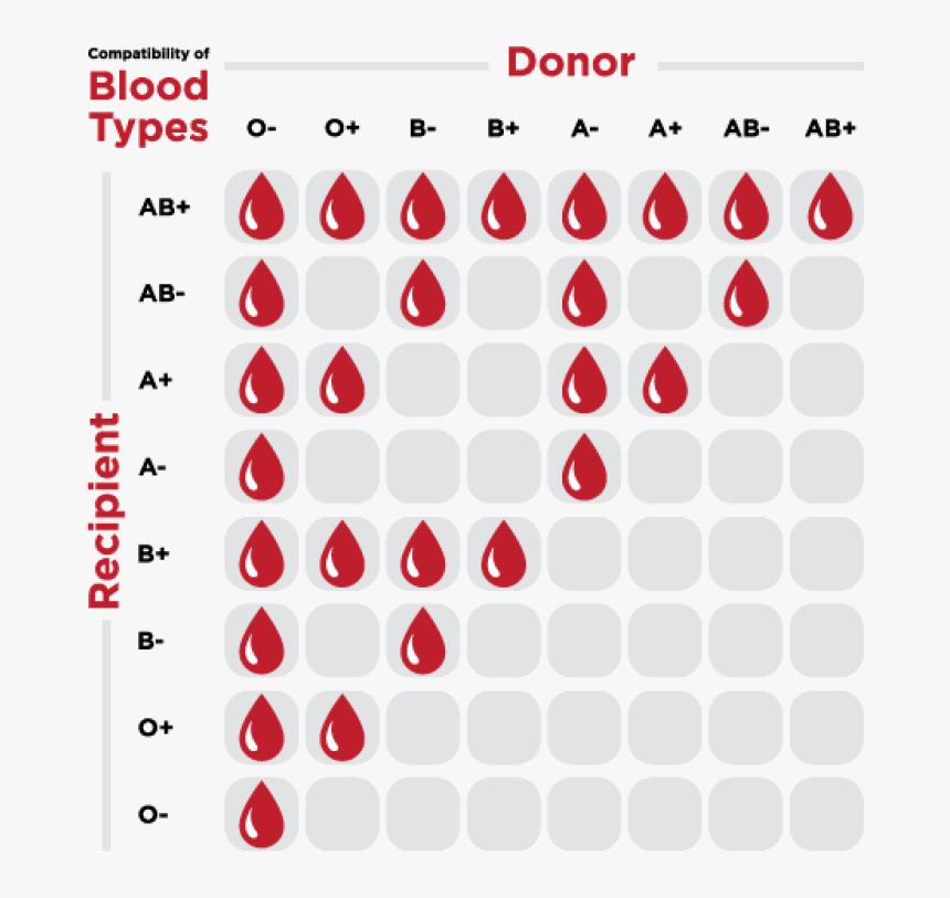 Transparent Blood Drive Png - Blood Type Donation, Png Download