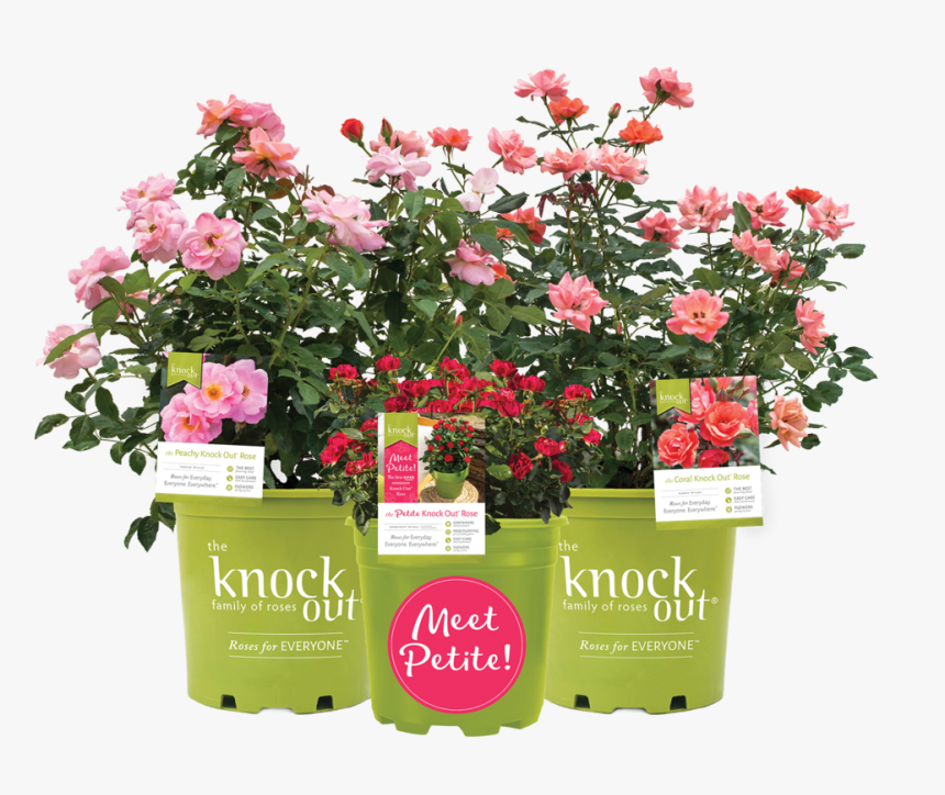 Kopots Isolated Petite, HD Png Download