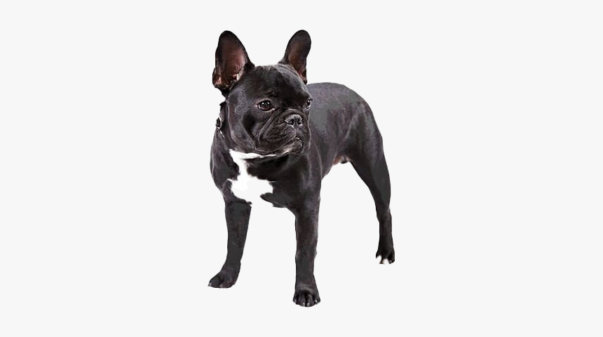 Black French Bulldog Png Free Download - Transparent Background French Bulldog Png, Png Download