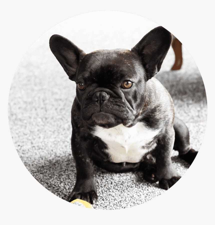 Pug Puppies Perfect Pugs - French Bulldog, HD Png Download