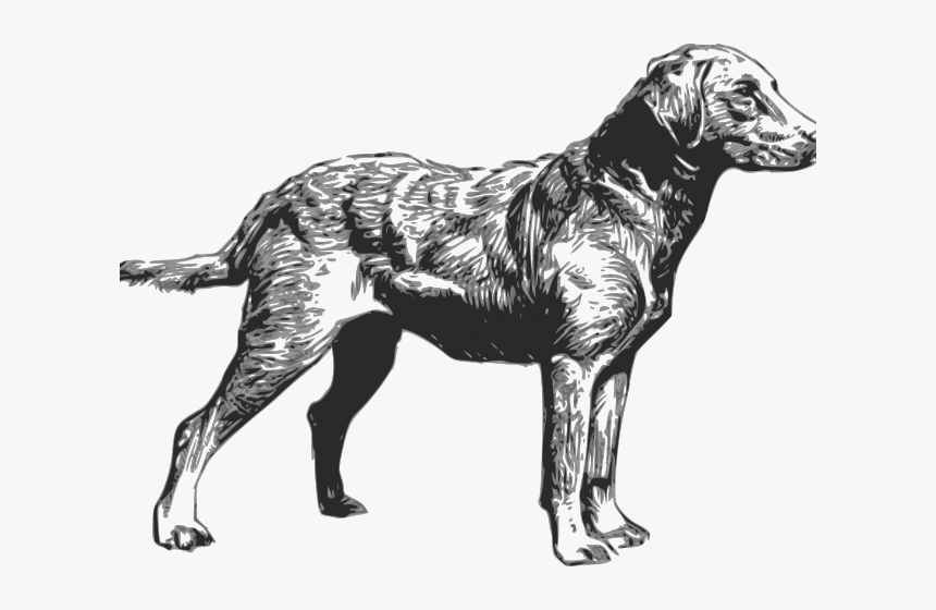 Labrador Retriever Clipart Hunting Dog - Chesapeake Bay Retriever Silhouette, HD Png Download