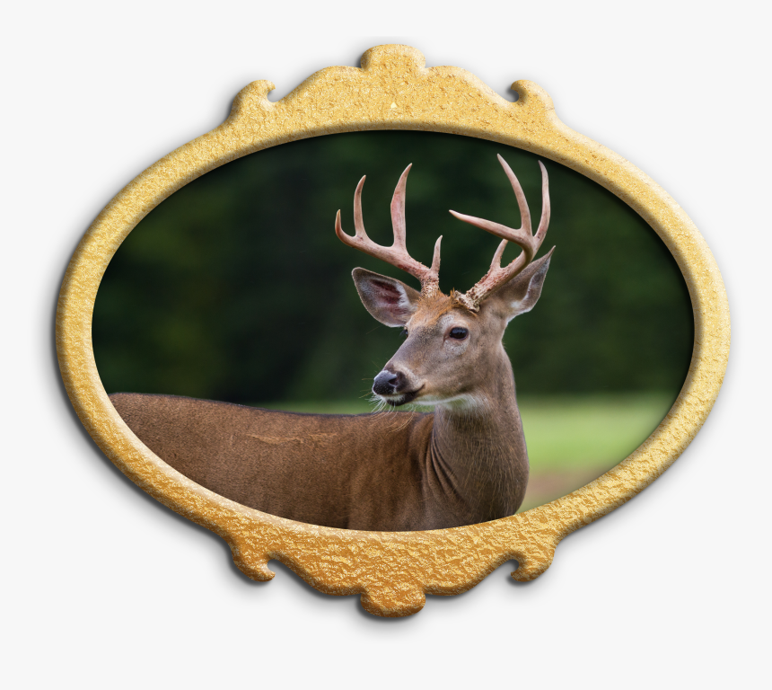 Deer , Png Download - Deer, Transparent Png