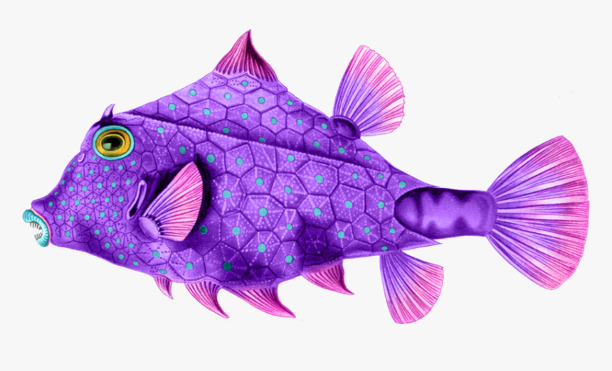 Here Are Some Wonderfully Colorful Sea Creatures To - Ernst Haeckel Fish Art, HD Png Download