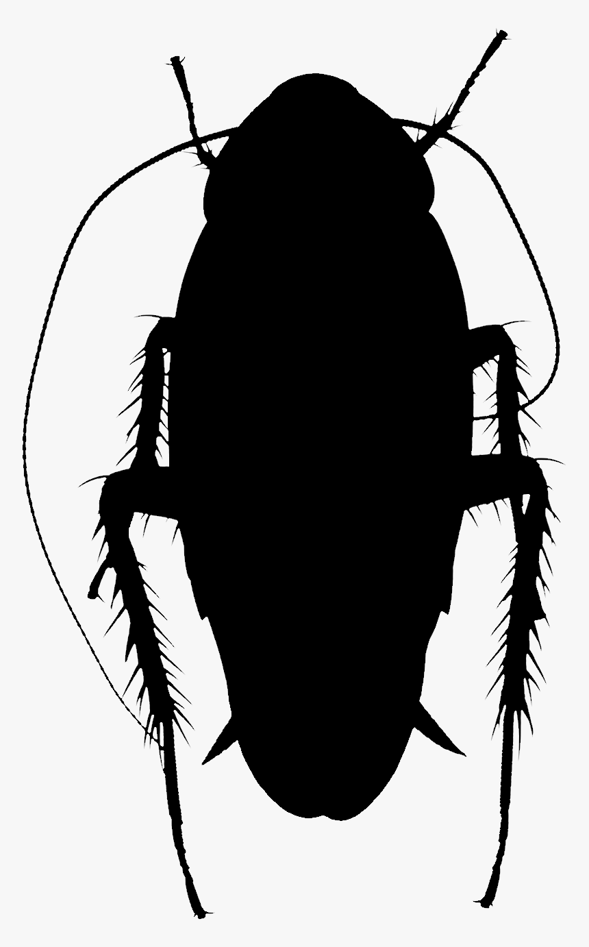 Clip Art Silhouette Insect Membrane - Ground Beetle, HD Png Download