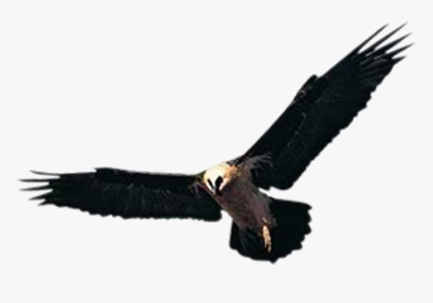 Huishan District Hawk Accipiter Yixing Shenxing Knitting - صور نسر في جبال, HD Png Download