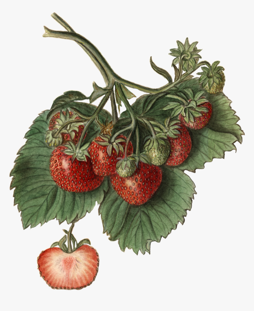 Strawberry, HD Png Download