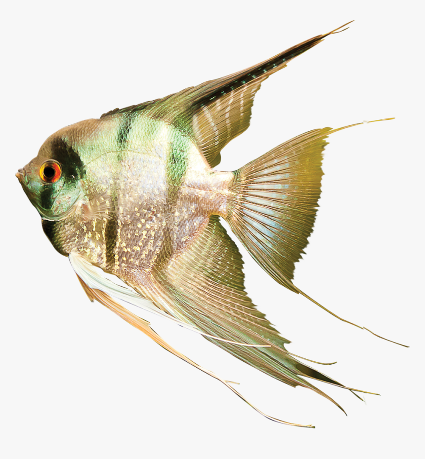 Pomacentridae, HD Png Download