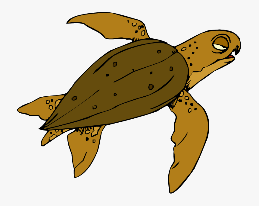 Turtle, HD Png Download