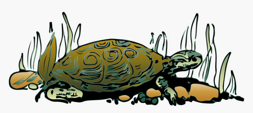 Pseudemys Concinna Concinna, HD Png Download