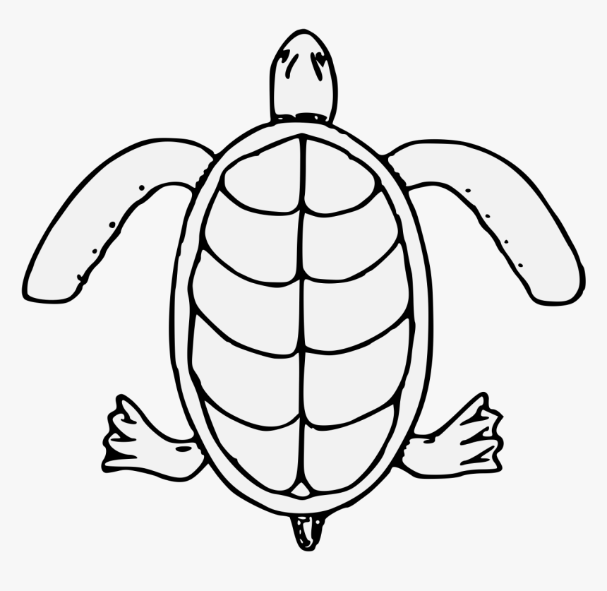 Sea Turtle , Png Download - Kemp's Ridley Sea Turtle, Transparent Png