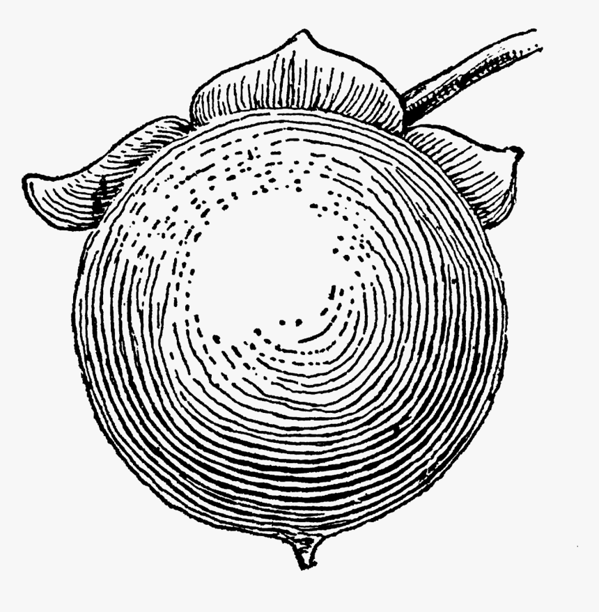 Sketch, HD Png Download