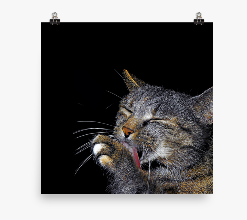 Cat Grabs Treat, HD Png Download