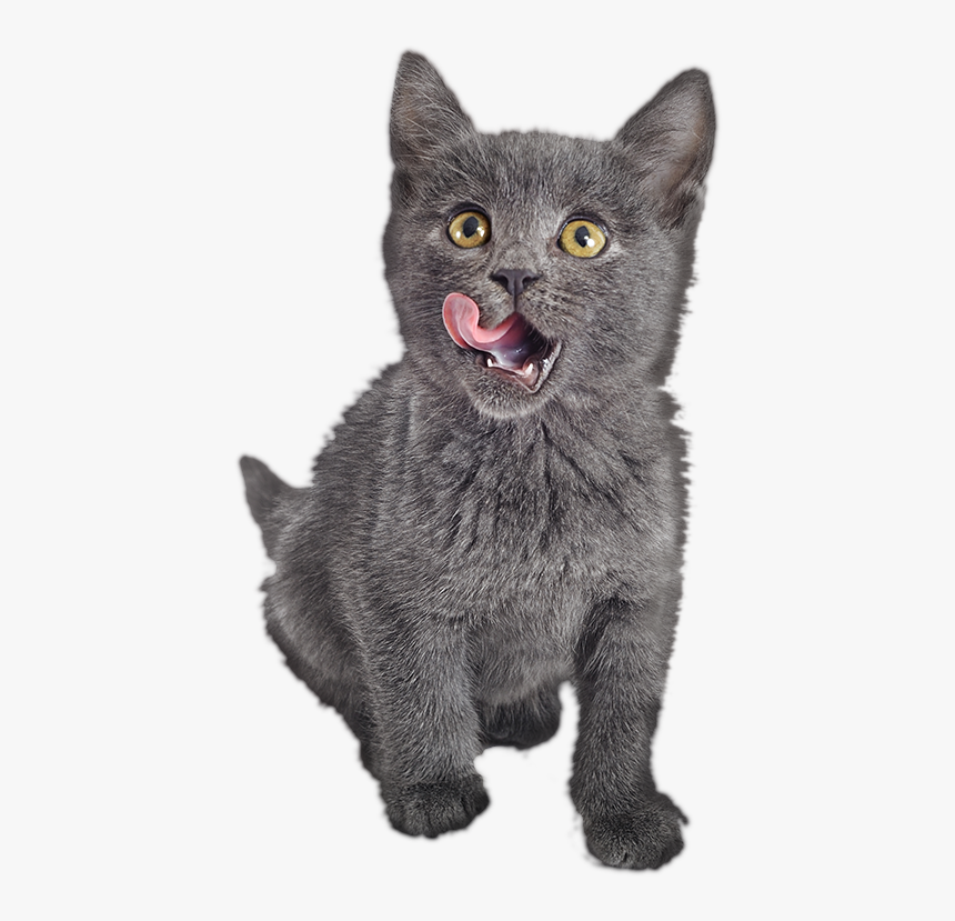 Cat, HD Png Download