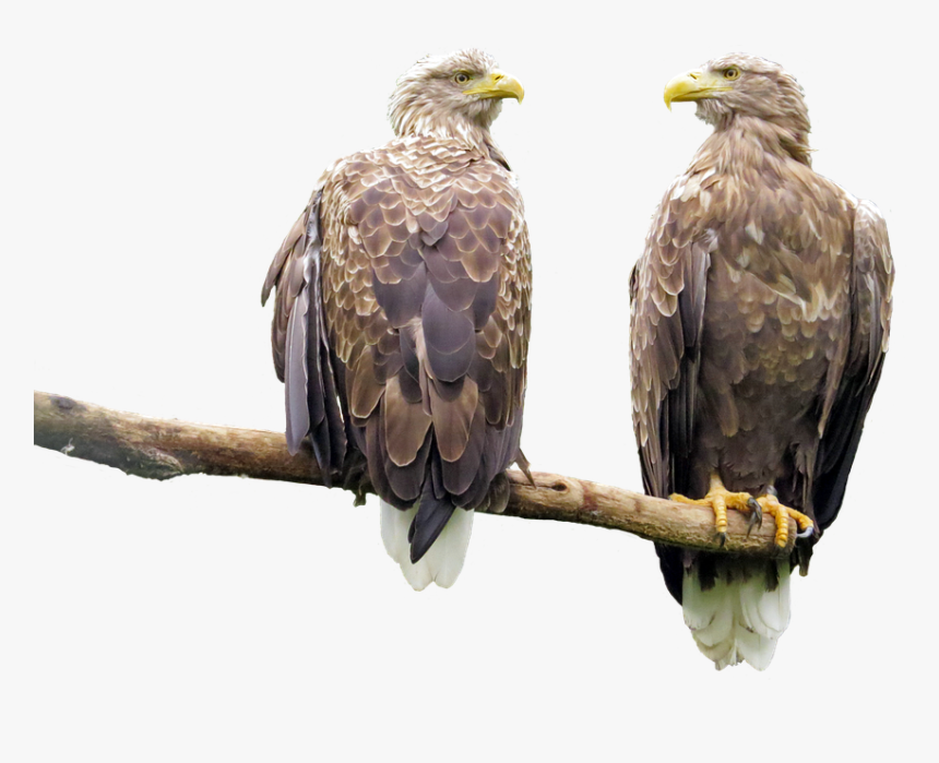 Grootste Roofvogel In Nederland, HD Png Download