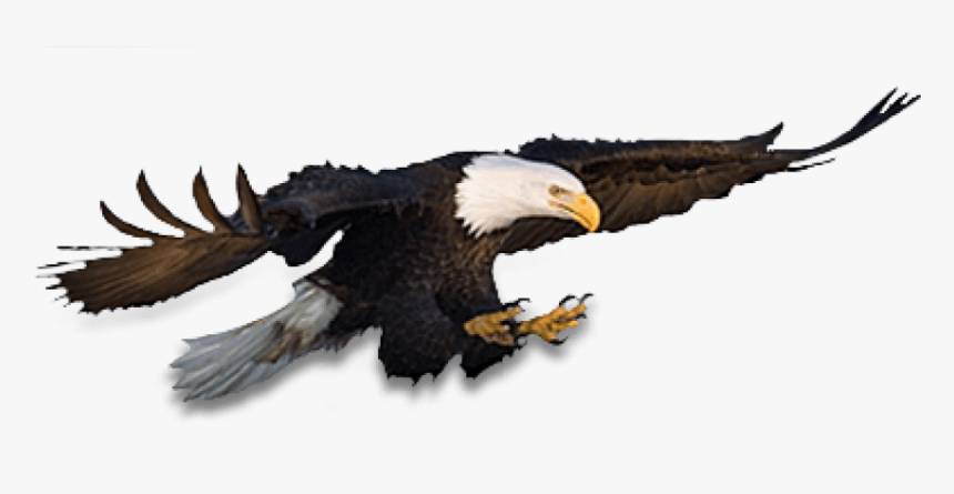 Free Png Eagle Png Images Transparent - Eagle, Png Download