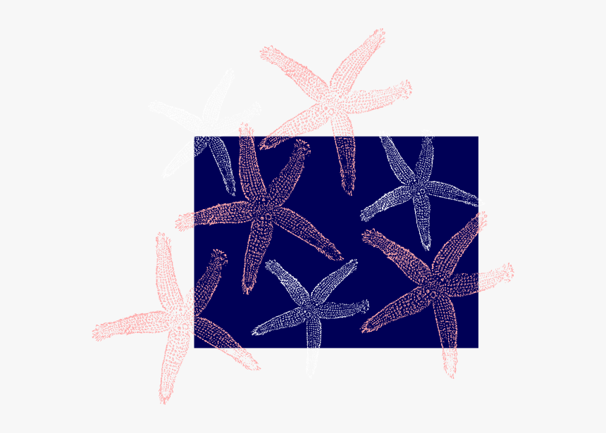 Starfish, HD Png Download