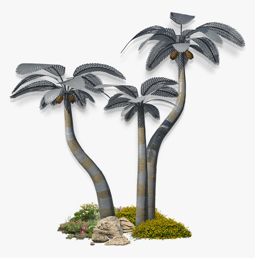Palm Medium Group - Sabal Palmetto, HD Png Download