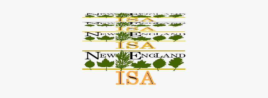 Northampton Hosts New England Tree Climbing Competition, HD Png Download