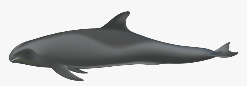 Peponocephala Electra Melon Headed Whale, HD Png Download