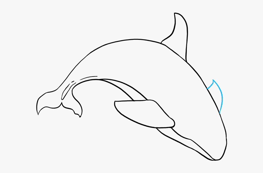 How To Draw Orca, HD Png Download