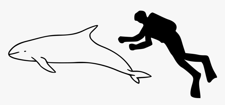 Pantropical Spotted Dolphin Size, HD Png Download