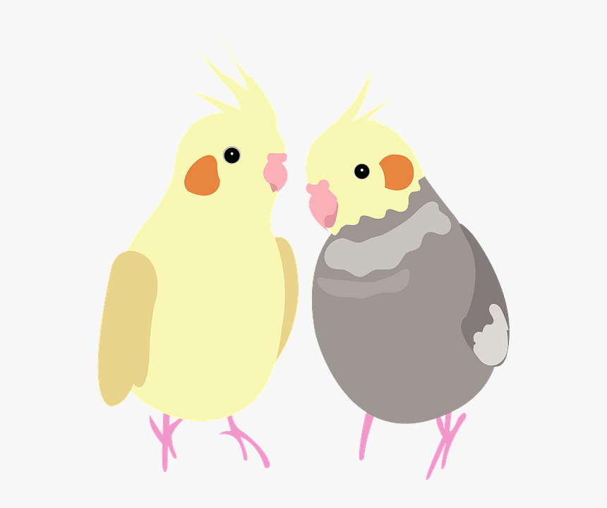 Cockatiel, HD Png Download