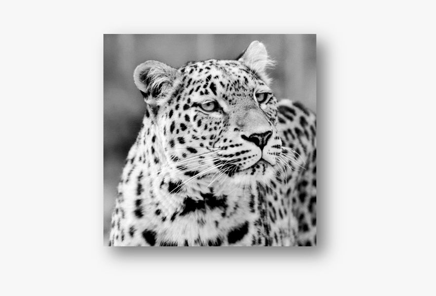 Leopard, HD Png Download
