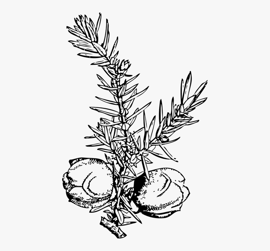 Juniper Berry Drawing Png, Transparent Png