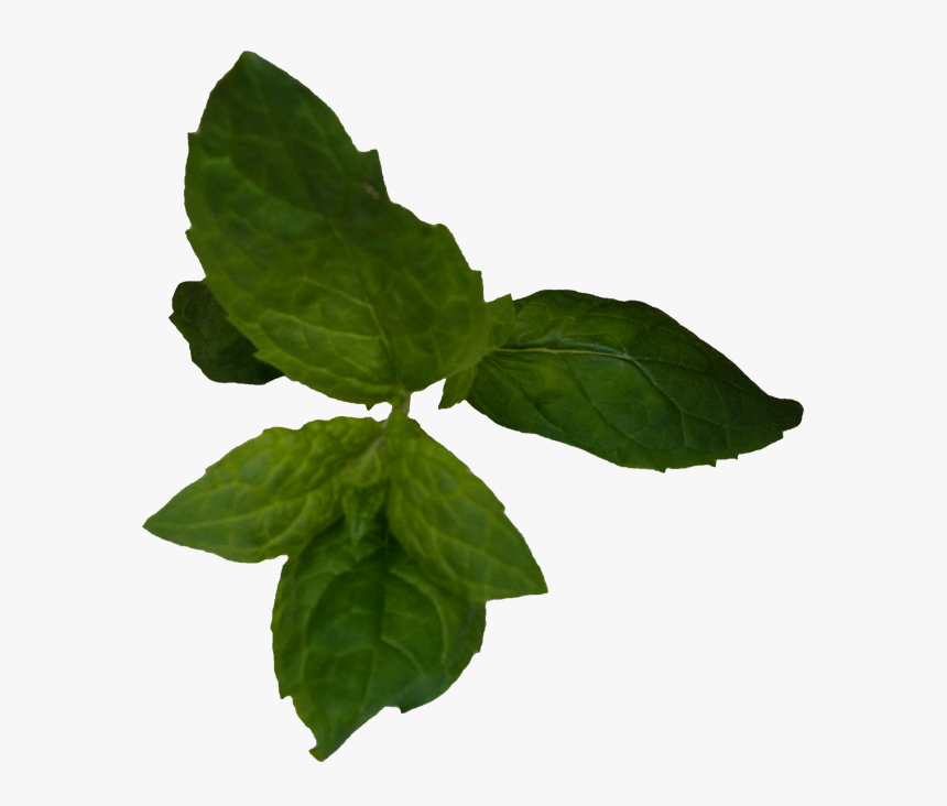 Ruculabloemen - Herbal, HD Png Download
