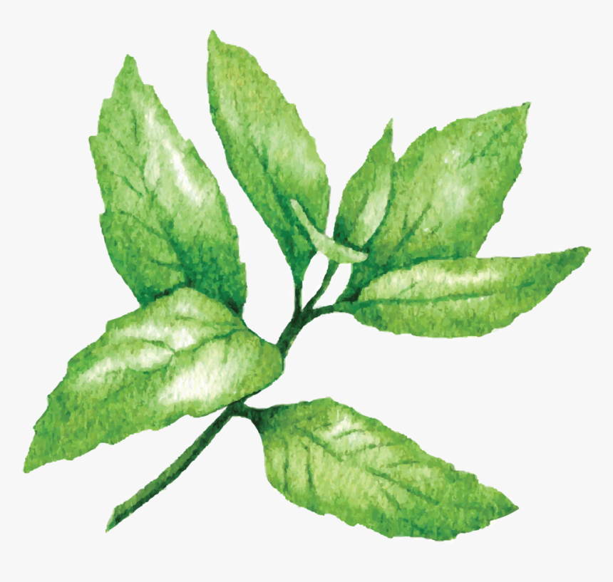Mint - Lime Sketches, HD Png Download