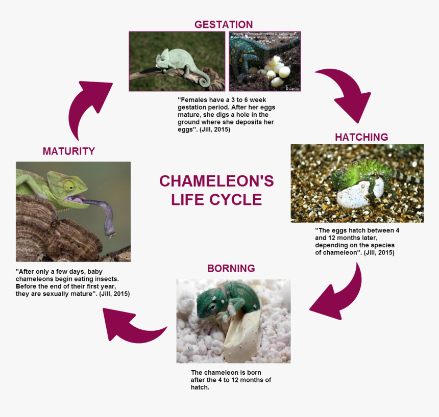 Untitled Gestation Females Have A 3 To 6 Week Gestation - Fish, HD Png Download