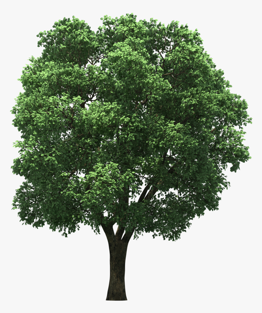 Arecaceae Top Tree Hd Image Free Png Clipart - Tree For Post Production, Transparent Png