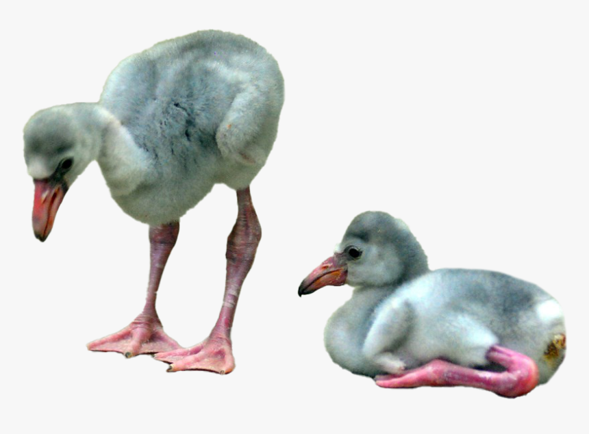 Baby Flamingo Png File - Baby Flamingo, Transparent Png