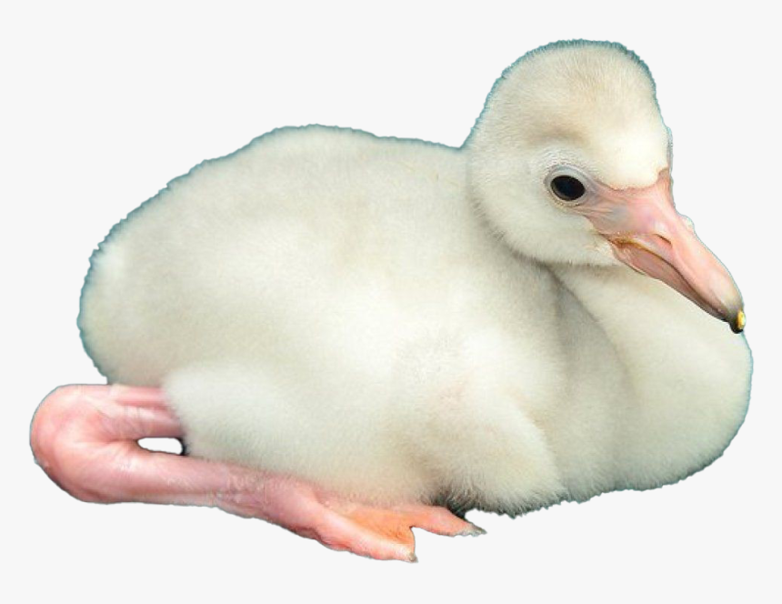 Baby Flamingo Png Image - Duck, Transparent Png