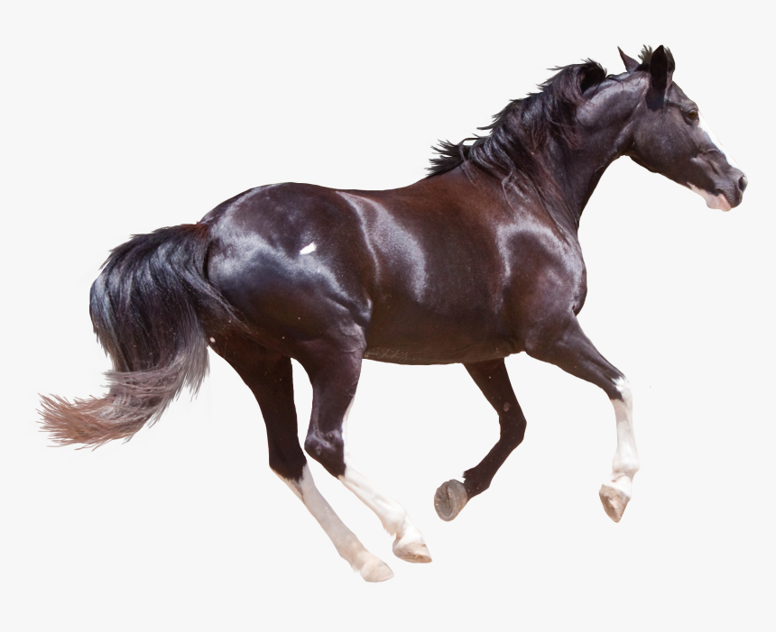 Transparent Stallion Clipart - Running Horse Png Transparent, Png Download
