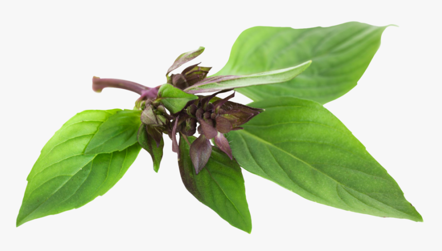 Istock-181876666 - Basil, HD Png Download