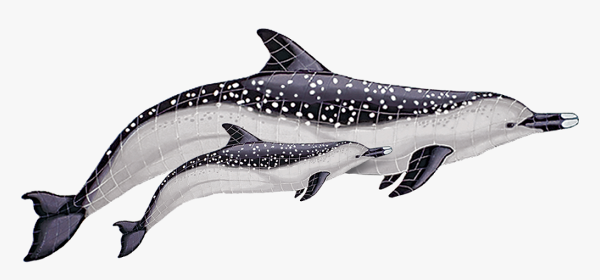 Sd4d Spotted Dolphin With Baby Copy - Spotted Dolphin, HD Png Download