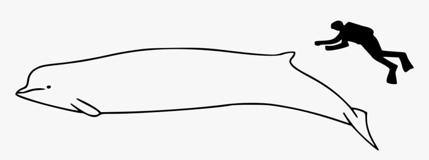 Whale, HD Png Download